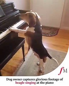 Piano-playing beagle sings us the song of his people... 🐕 (🎥 Buddy Mercury) | Classic FM