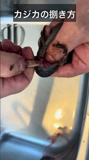 カジカ穴釣り捌き方 #カジカ#穴釣り#つり #釣り#魚 #料理#shorts