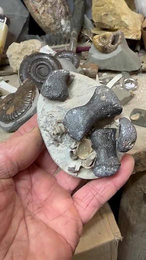 68K views · 1.1K reactions | Some plesiosaur paddle bones Kayleigh has just finished found by @fabricemicraster | Charmouth Fossils | Facebook