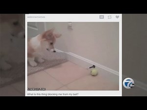 Google creates new search feature for GIFs