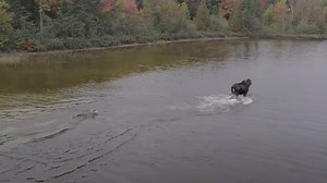 WATCH: Moose vs. Wolf Fight For Life Filmed By Passing Drone