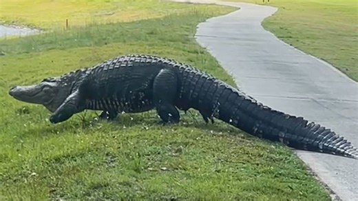 Florida golfers shocked by giant three-legged alligator on course