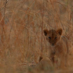 62K views · 483 reactions | Even big predators like lions start off small and defenceless when young. Learn more about the power of predators around the globe during our back-to-back Predator Mondays, every Monday on National Geographic WILD UK. | National Geographic UK | Facebook