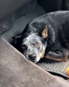 Hobart partner and bull rider Trey Holston shows us just how portable the Multi-Handler™ 200 can be. From the ranch to an arena, you can rely on it to help you get the job done. #HobartWelders #welding #hobarthandler | Hobart Welders