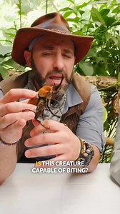 The elephant beetle is completely harmless! #howcool #beetle #animals #bravewilderness | Brave Wilderness