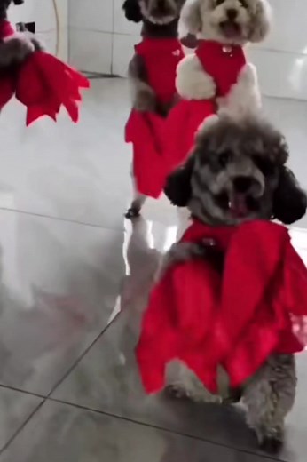 chainavideo on TikTok