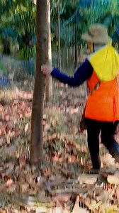 1.3K views · 79 reactions | #ปลูกยางนามีค่าดั่งทองคำ สวนป่าปลูกแซมสวนปาล์มน้ำมัน เป็นอย่างไร เผื่อเป็นแนวทางกับท่านที่ชอบ ไม้ป่าที่หลากหลายสายพันธุ์ | ทองพรรณ ชัยเนตร | Facebook