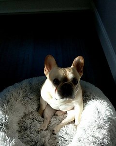 3.1K views · 311 reactions | #Manspreading | Elvis and Coco Bean | Facebook