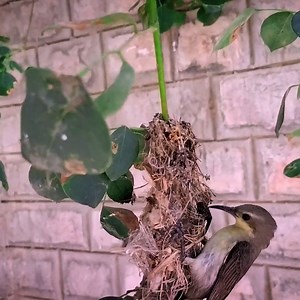 4K views · 170 reactions | Sparrow bird Making Its Nest How Do Birds Build Nests Natural | Review Bird Nest | Facebook