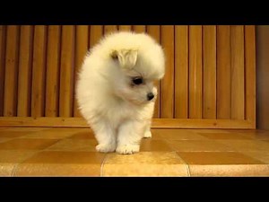 120507マルチーズとポメラニアンのミックス