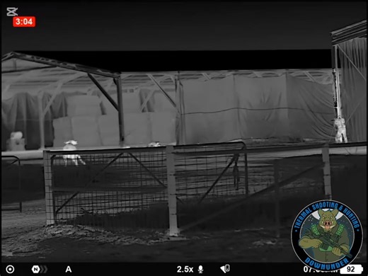 Shooting feral pigs while a buffalo stands watch. | Thermal Shooting and Hunting Downunder