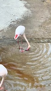 5K views · 18 reactions | The greater flamingo is the most widespread and largest species of the flamingo family. Common in the Old World, they are found in Northern and Sub-Saharan Africa, the Indian Subcontinent, the Middle East, the Levant, the Persian Gulf, the Gulf of Aden, the Red Sea, and the Mediterranean countries of Southern Europe.囹 A Repost from @nature_signature #joysafaribay #nature #wildlife #wildlifephotography #bird #birdsofinstagram | Joy Safari Bay | Facebook
