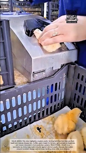 Automated Chick Vaccination Process in Poultry Farming #craftedeveryday