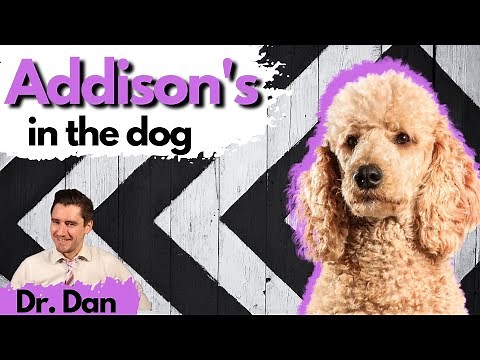 Addison's disease in the dog. Dr. Dan explains symptoms, diagnosis, and treatment