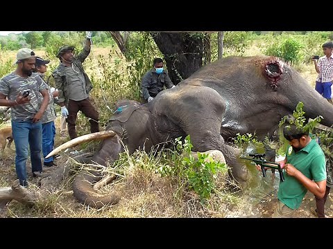 The end of a duel between two wild elephants.