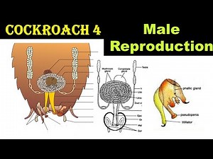 Cockroach | Part 4 | Male Reproductive System | Dr Ghanshyam Jangid