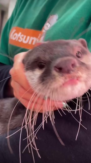 Adorable Otter Enjoying Head Scratches