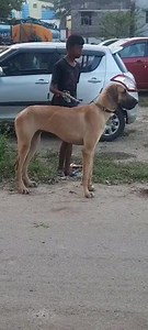 20 reactions · 6 comments | Fawn Coat Great Dane. Female. Adult....