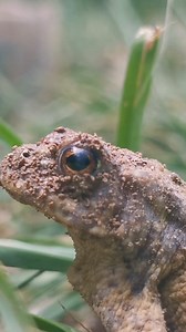 31K views · 2.5K reactions | What an absolute beauty, warts and all!! Common Toad - Bufo Bufo. | The Robin Whisperer | Facebook
