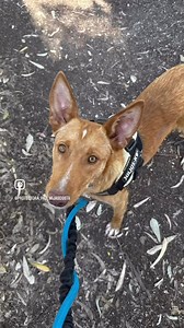 JACKO (ADOPTADO/ADOPTED)❤️ ¡¡BUSCA ADOPCIÓN!! 📣📣📣(English below) Sexo: Macho Edad: 03/01/23 Raza: Podenco (Tamaño Mediana) Procedencia: Rescatado de la carretera Fecha de Entrada en PAD: 28/04/24 Jacko iba corriendo por mitad de una carretera de un pueblo de Málaga, vio el coche de nuestra voluntaria y empezó a correr tras él. El coche paró y en lugar de huir... ¡Se subió dentro! Cansado de a saber cuánto tiempo estuvo perdido/abandonado, corriendo sin rumbo... Ahora está a salvo. No tenía mi