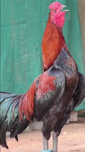 High rated red assel/Very aggressive/Available for sale