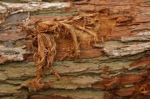 Can I Fix a Split Branch With Duct Tape?