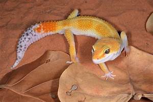 30 Types Of Leopard Gecko Morphs Color List Pictures Pet Keen