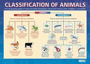 Teacher Vero Classification Of Animals