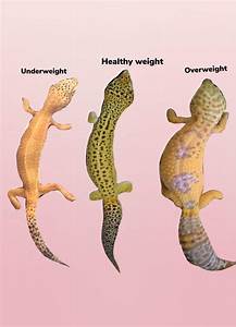 Fatty Liver Disease And Obesity In Leopard Geckos Leopard Geckos Amino