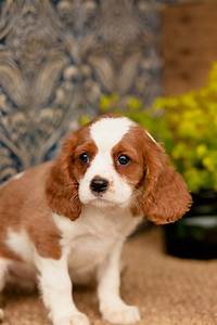 25 What Size Dog Crate For A Cavalier King Charles Spaniel Photo