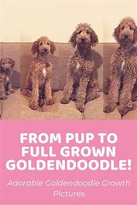 What Age Are Goldendoodles Full Grown