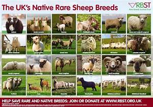 Rare Native Sheep Breed Poster Teaching Resources Countryside Classroom
