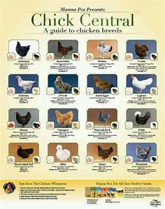 Chickens Laying Chickens Breeds Chicken Breeds Egg Laying Chickens