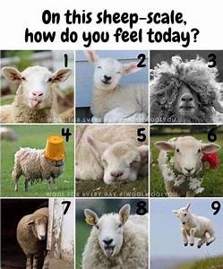 Sheep Scale Mood Indicator Preguntas Para Amigos Emociones Clases
