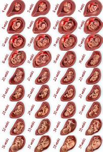 A Week By Week Look At Your Child 39 S Growth Baby In Womb Baby Growth