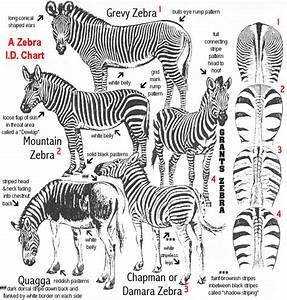 Zebchart Gif 633 663 Zebras African Animals Animals Wild