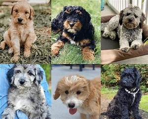 Types Of Goldendoodle Colors With Pictures 2023 We Love Doodles