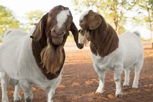 Boer Goat Breed Information Raising Characteristics And Care
