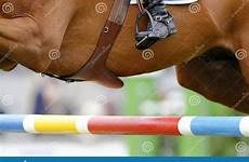 belly saddle girth horse equine photograp barrier rider boot detail stock