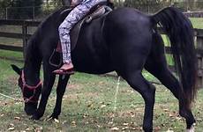 horse peeing riding
