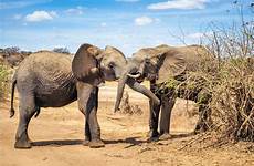 elephant sex bush african stock signature