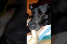 dog sucking thumb