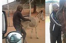 donkey having sex man men caught african south broad light day shared se user these twitter show