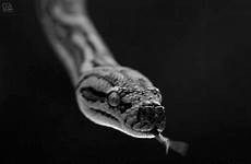 gif snake gifs hiss animated snakes python hd tenor animation animations tax sigel beanie return season animals monster reptiles tattoos
