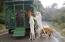 zoo china animals experience humans caged cage cages tigers cats wildlife predators tourists roam bears animaux zoos inside people big