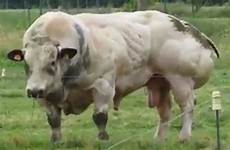 bull bulls mutation genetic cattle strongest bodybuilder gado bombado steroids breeding bodybuilding