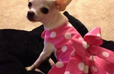 chihuahua dog para perros dress clothes cute ropa con wearing trajes dogs patterns female fotos ve google