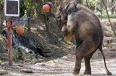 playing animals basketball elephant animal sports most heavy punk adorable ever only awesomest