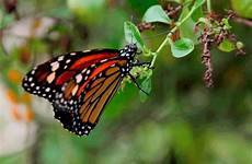 monarch butterflies kupu serangga lepidoptera disappearing threshold darle ctividad espués rama sisik