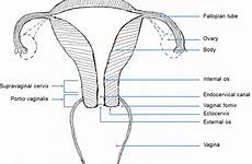 cervix vaginal vaginalis fornices